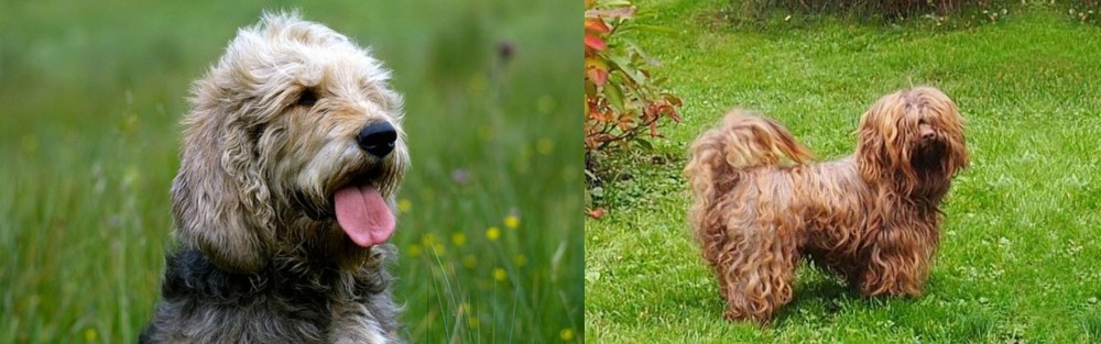 Tsvetnaya Bolonka vs Otterhound - Breed Comparison