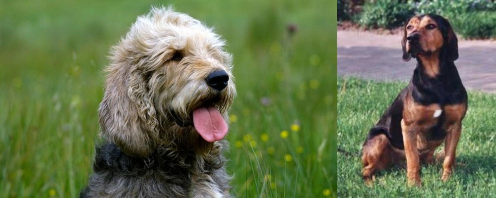 Tyrolean Hound vs Otterhound - Breed Comparison