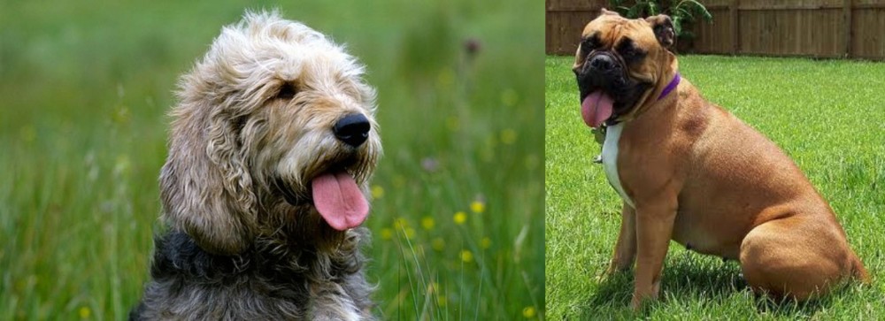 Valley Bulldog vs Otterhound - Breed Comparison
