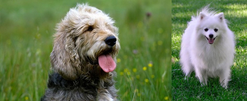 Volpino Italiano vs Otterhound - Breed Comparison