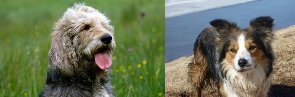 Welsh Sheepdog vs Otterhound - Breed Comparison
