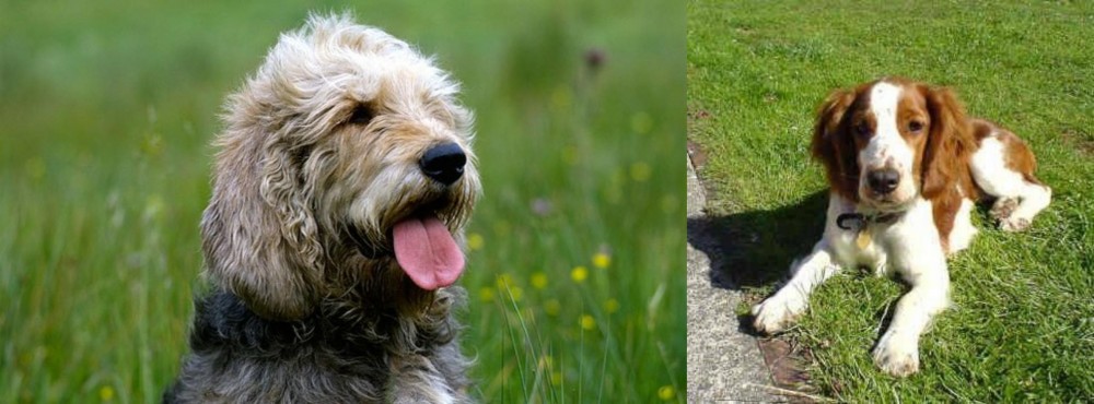 Welsh Springer Spaniel vs Otterhound - Breed Comparison