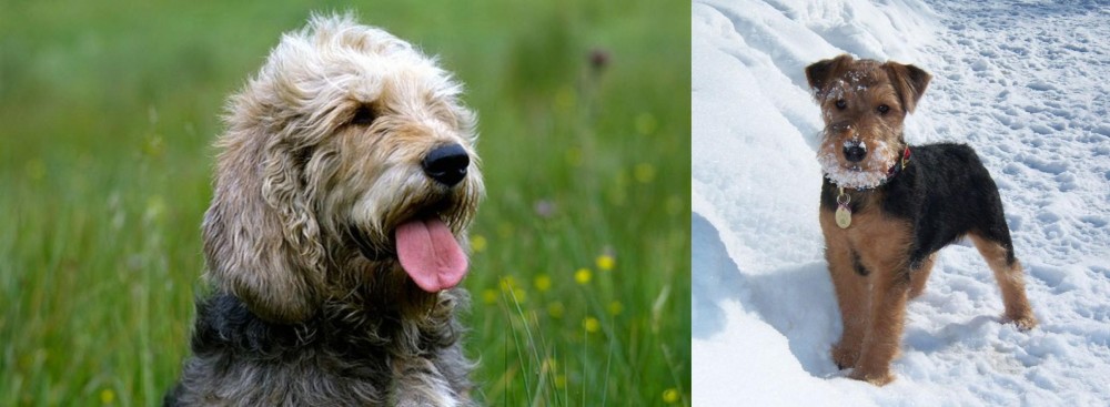 Welsh Terrier vs Otterhound - Breed Comparison