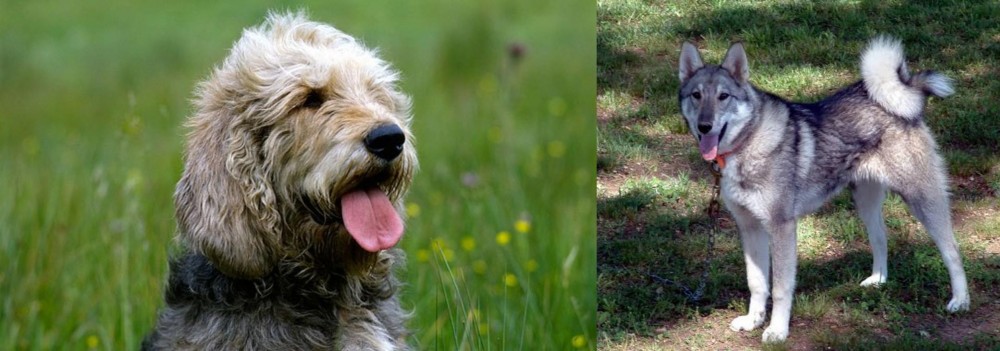 West Siberian Laika vs Otterhound - Breed Comparison