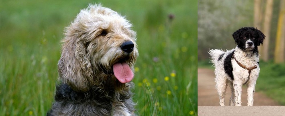 Wetterhoun vs Otterhound - Breed Comparison