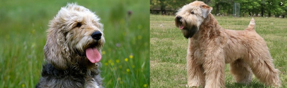 Wheaten Terrier vs Otterhound - Breed Comparison