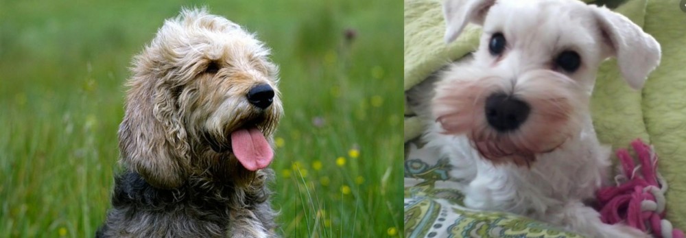 White Schnauzer vs Otterhound - Breed Comparison