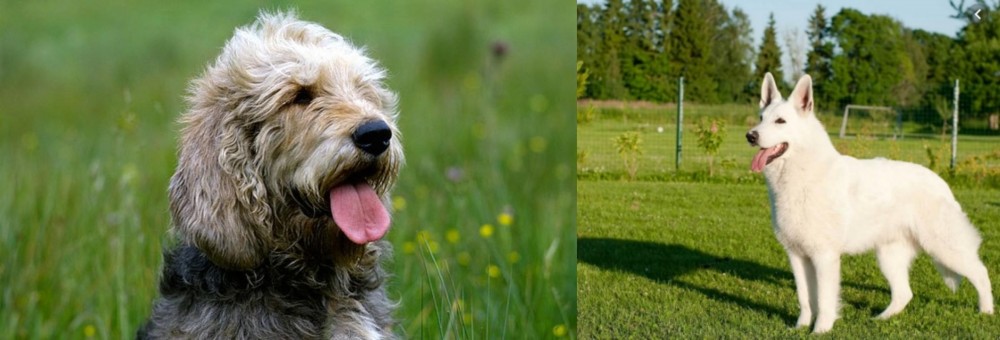 White Shepherd vs Otterhound - Breed Comparison