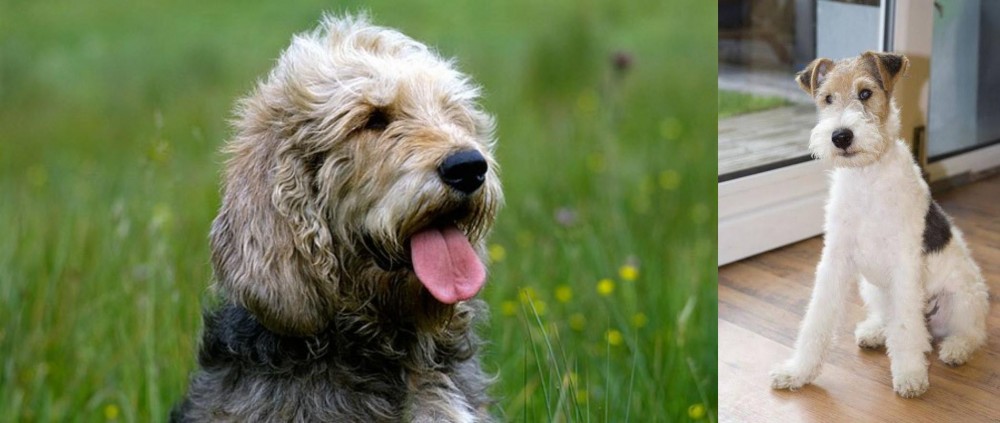 Wire Fox Terrier vs Otterhound - Breed Comparison
