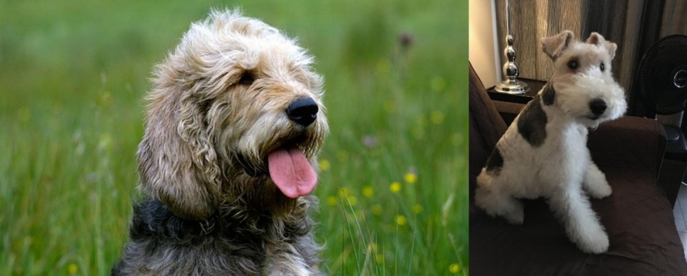 Wire Haired Fox Terrier vs Otterhound - Breed Comparison
