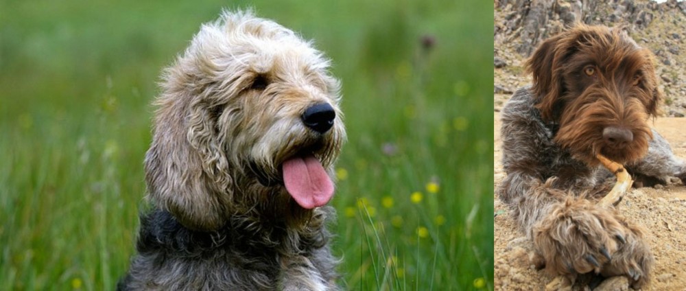 Wirehaired Pointing Griffon vs Otterhound - Breed Comparison