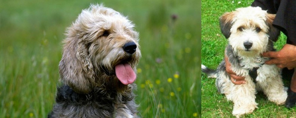 Yo-Chon vs Otterhound - Breed Comparison