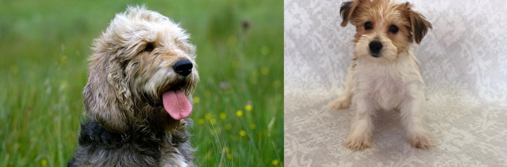 Yochon vs Otterhound - Breed Comparison