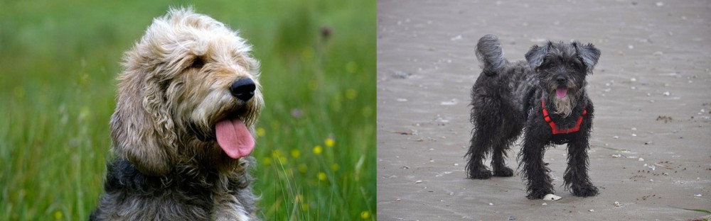 YorkiePoo vs Otterhound - Breed Comparison