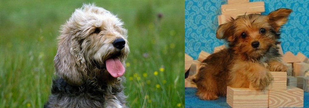 Yorkillon vs Otterhound - Breed Comparison
