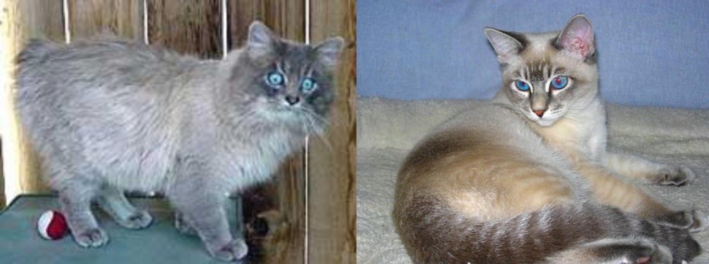 Tiger Cat vs Owyhee Bob - Breed Comparison