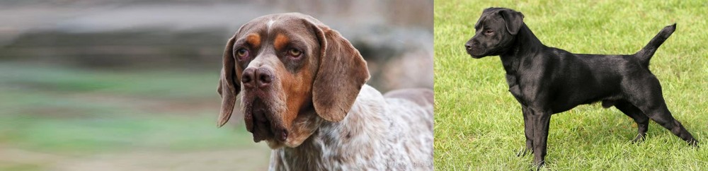 Patterdale Terrier vs Pachon Navarro - Breed Comparison