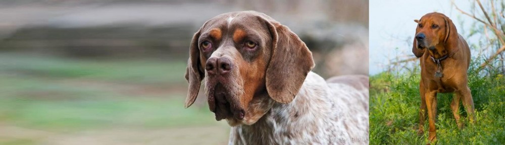 Redbone Coonhound vs Pachon Navarro - Breed Comparison