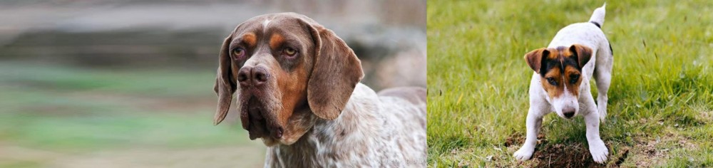 Russell Terrier vs Pachon Navarro - Breed Comparison