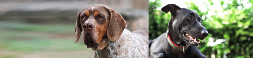 Shepard Labrador vs Pachon Navarro - Breed Comparison