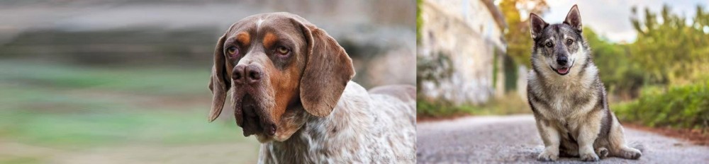 Swedish Vallhund vs Pachon Navarro - Breed Comparison