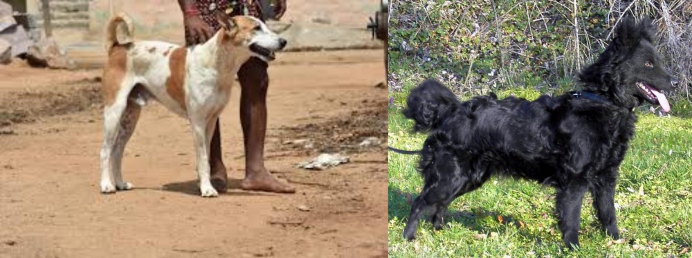 Mudi vs Pandikona - Breed Comparison
