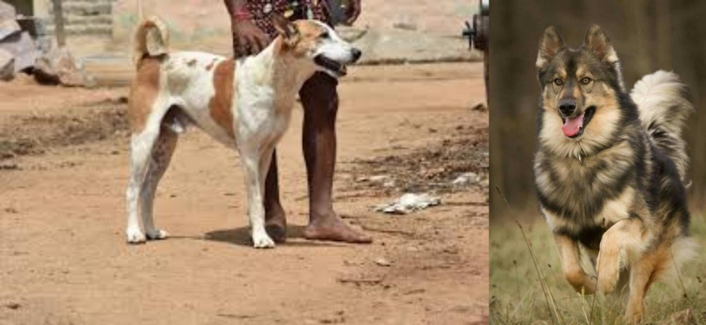 Native American Indian Dog vs Pandikona - Breed Comparison