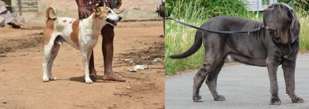 Neapolitan Mastiff vs Pandikona - Breed Comparison