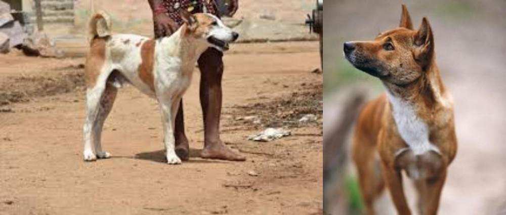 New Guinea Singing Dog vs Pandikona - Breed Comparison