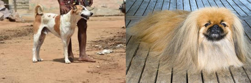 Pekingese vs Pandikona - Breed Comparison