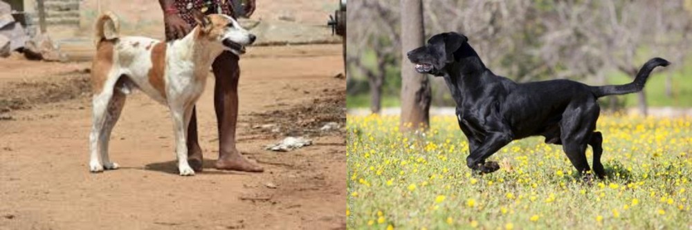 Perro de Pastor Mallorquin vs Pandikona - Breed Comparison
