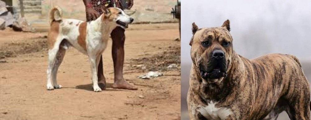 Perro de Presa Canario vs Pandikona - Breed Comparison