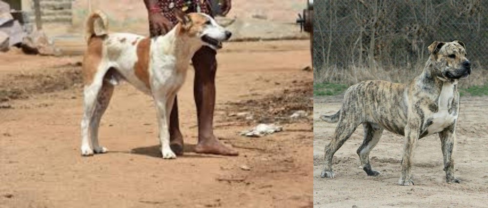 Perro de Presa Mallorquin vs Pandikona - Breed Comparison