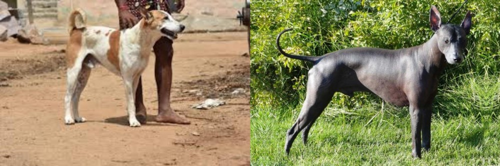 Peruvian Hairless vs Pandikona - Breed Comparison