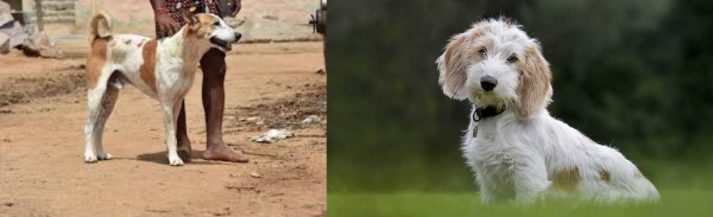 Petit Basset Griffon Vendeen vs Pandikona - Breed Comparison