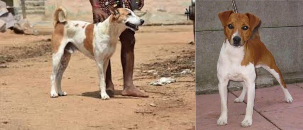 Plummer Terrier vs Pandikona - Breed Comparison