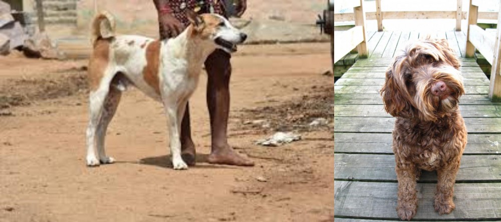 Portuguese Water Dog vs Pandikona - Breed Comparison