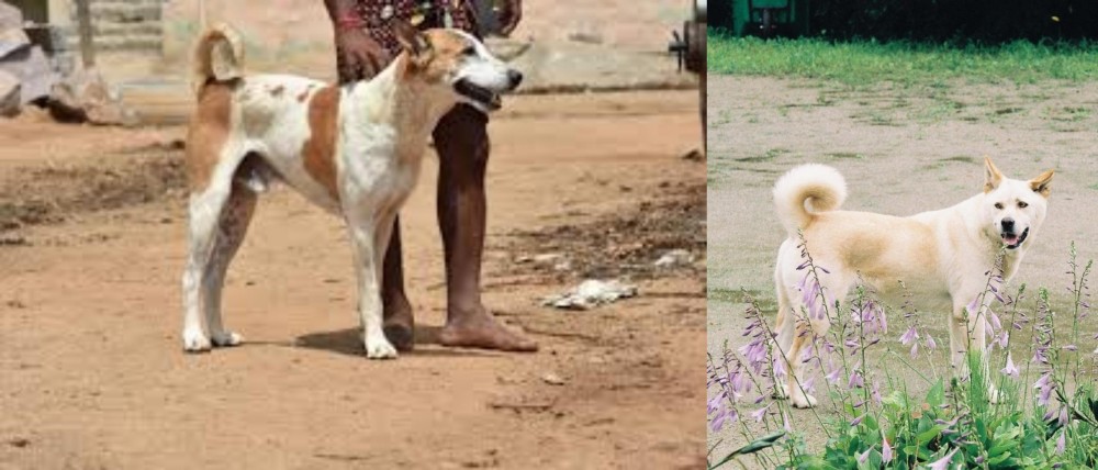 Pungsan Dog vs Pandikona - Breed Comparison