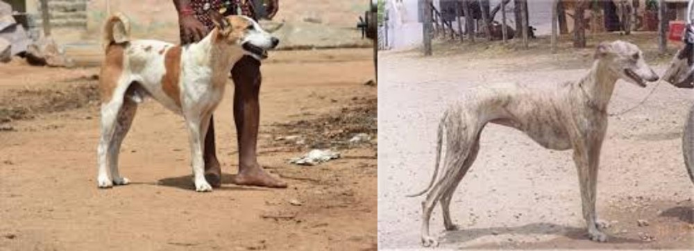 Rampur Greyhound vs Pandikona - Breed Comparison