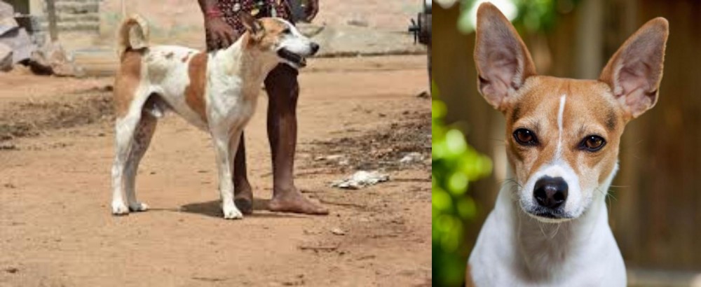 Rat Terrier vs Pandikona - Breed Comparison