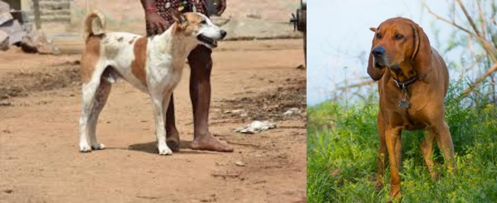 Redbone Coonhound vs Pandikona - Breed Comparison