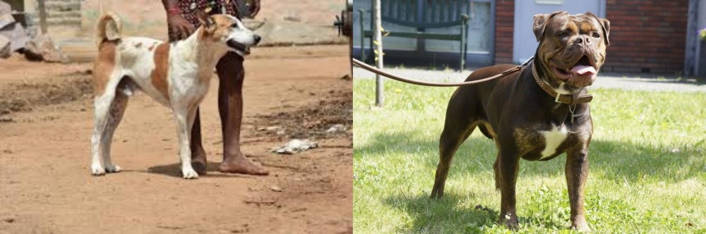 Renascence Bulldogge vs Pandikona - Breed Comparison