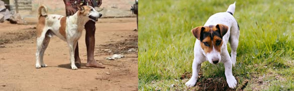 Russell Terrier vs Pandikona - Breed Comparison