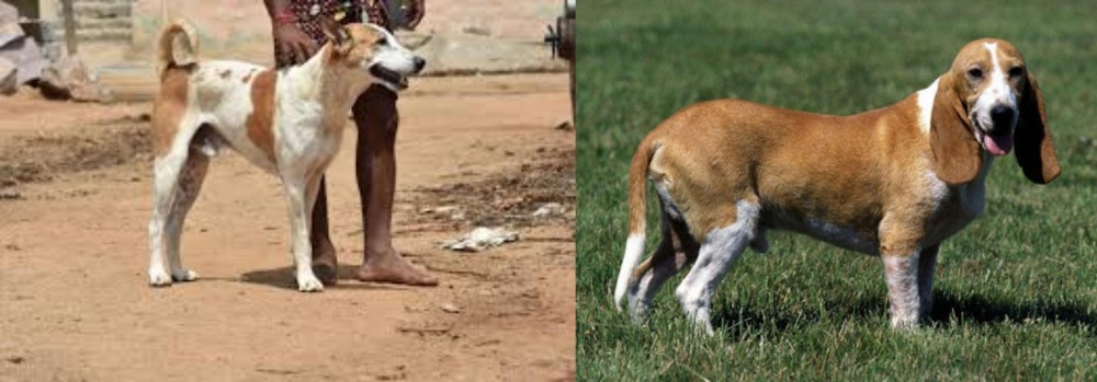 Schweizer Niederlaufhund vs Pandikona - Breed Comparison