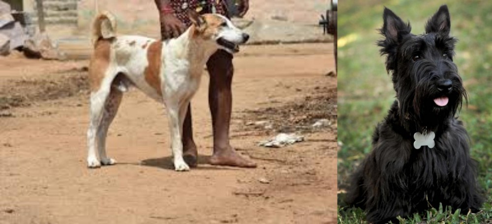 Scoland Terrier vs Pandikona - Breed Comparison