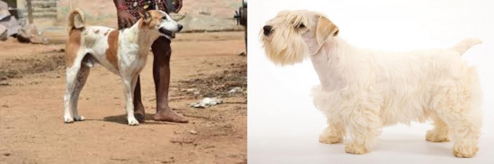 Sealyham Terrier vs Pandikona - Breed Comparison