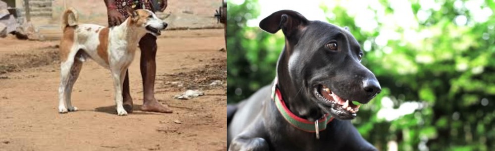 Shepard Labrador vs Pandikona - Breed Comparison