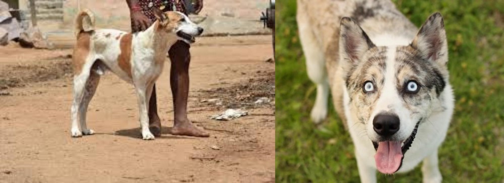 Shepherd Husky vs Pandikona - Breed Comparison