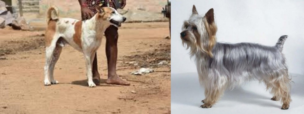 Silky Terrier vs Pandikona - Breed Comparison