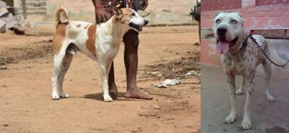 Sindh Mastiff vs Pandikona - Breed Comparison